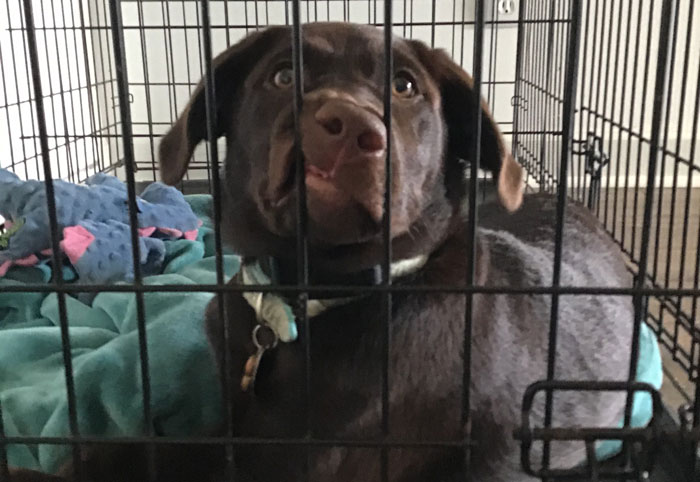 Pandas, Share A Dumb Pic Of Your Pet (Closed)