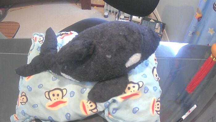 My Small Orca And Pillow. Had Them Since I Was 2 And Still Love Them