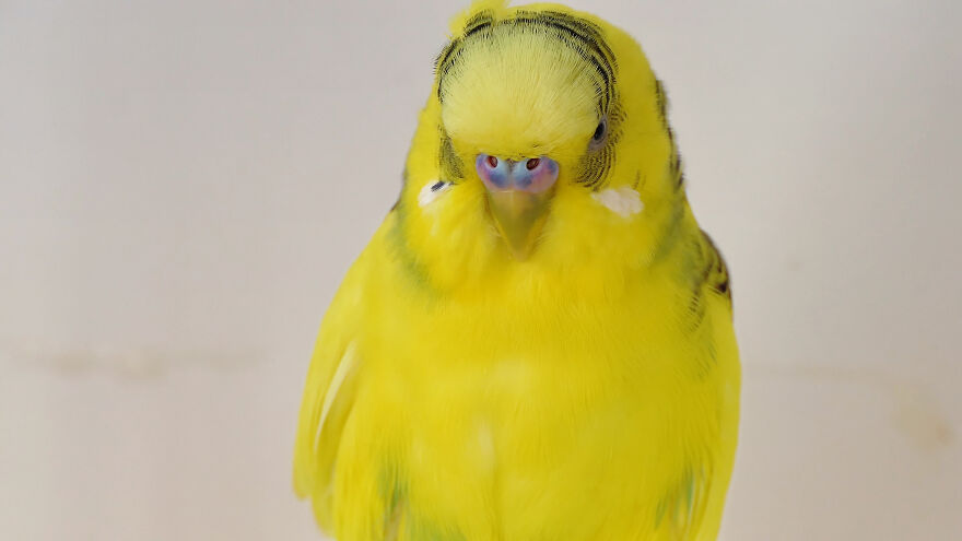 Budgie Youtube Channel Where You Can Learn About Keeping These Gentle Birds Healthy Budgie Youtube Channel Where You Can Learn About Keeping These Gentle Birds Healthy