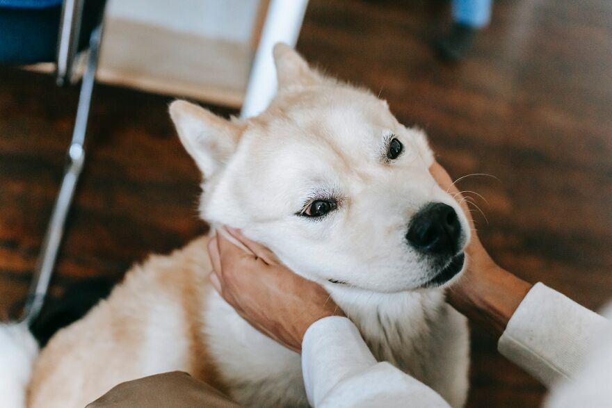What Is The Cutest Thing You've Ever Seen A Dog Do? What Is The Cutest Thing You've Ever Seen A Dog Do?