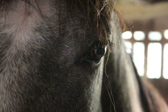The Eye Of The Horse