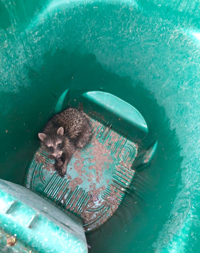 Husband Told Me Our Cat Was Stuck In The Trash Can. Went To Help The Poor Cat And Found This. Ps, I’m The One That Just Had The Possum Waltzing Through My House Too