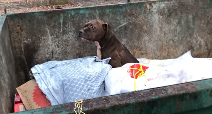 An Injured Pit Bull Was Rescued From The Dumpster After It Was Thrown Out Like Trash