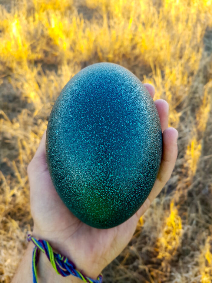 Huevo de emú encontrado hace años en Australia