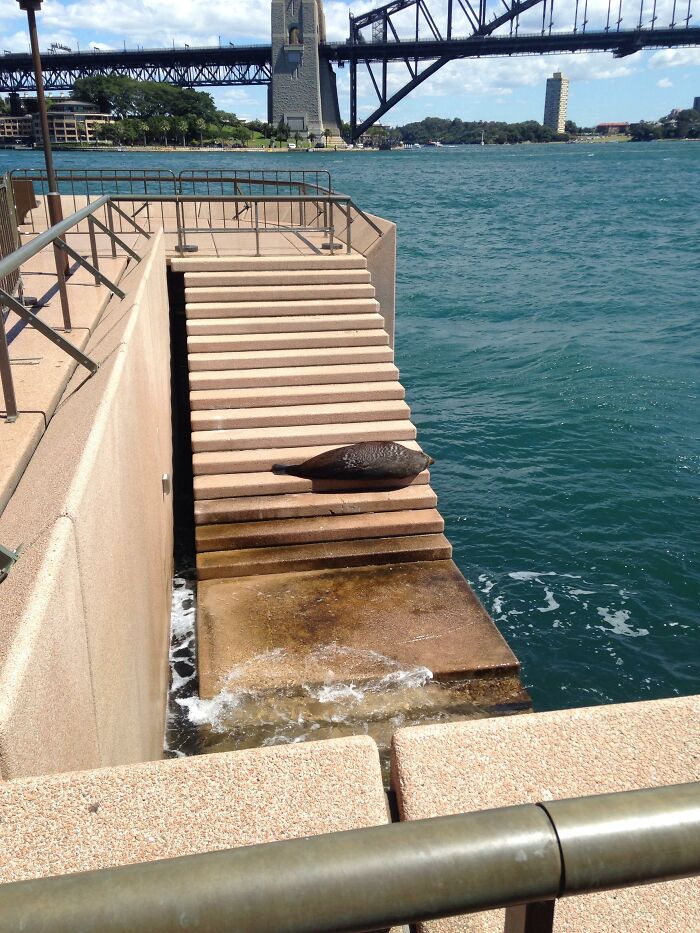 A Seal Chilling Outside Sydney Opera House