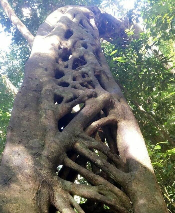 This Tree In The Daintree Rainforest (Queensland, Australia)