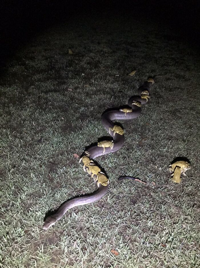 Flushed All The Cane Toads Out Of My Brothers Dam. Some Of Them Took The Easy Way Out - Hitching A Ride On The Back Of A 3.5m Python