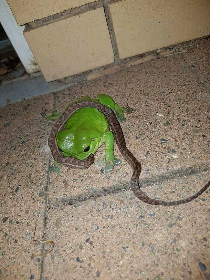 You Know You're In Australia When Frogs Eat Snakes