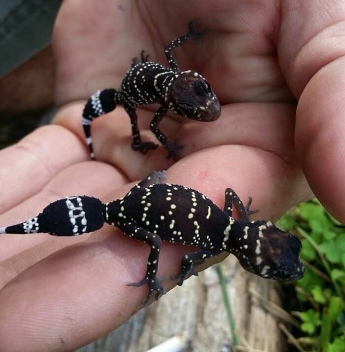 2 adorables geckos de cola gruesa, protegidos, calentándose en mi mano en una fría mañana