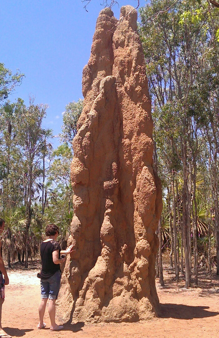 Picture Of A Termite Mound In The Northern Territory Of Australia, Termites Build The Tallest Structures Out Of Any Of The Creatures On Earth