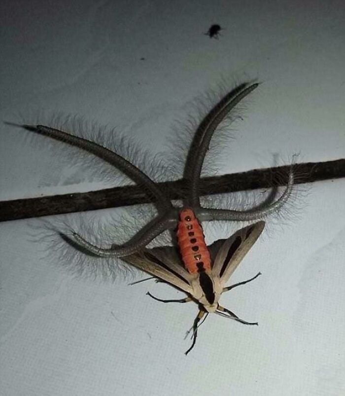 Australian Moth