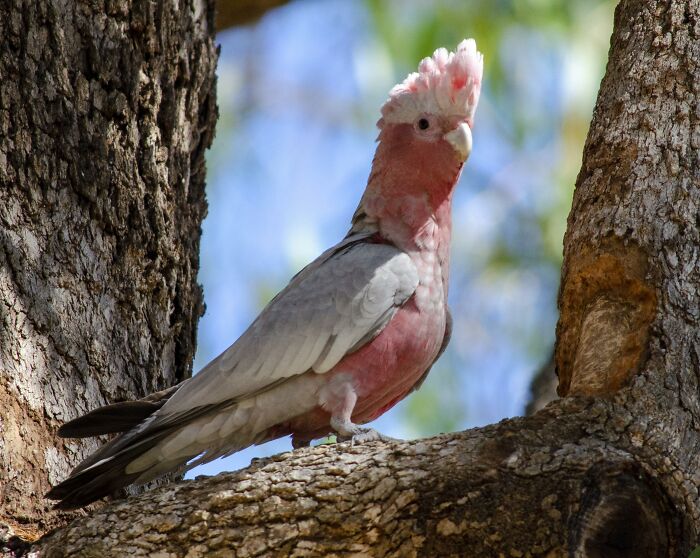 Rose-Breasted Cockatoo, Aka Pink And Grey Galah