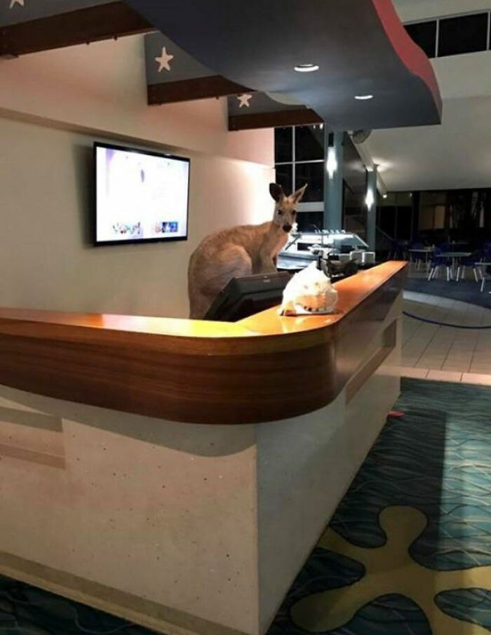 Still A Better Receptionist Than The One We Had On Check In