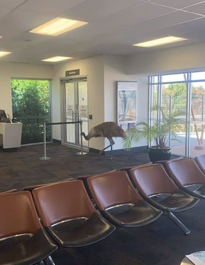 Emu cruzando por un aeropuerto rural