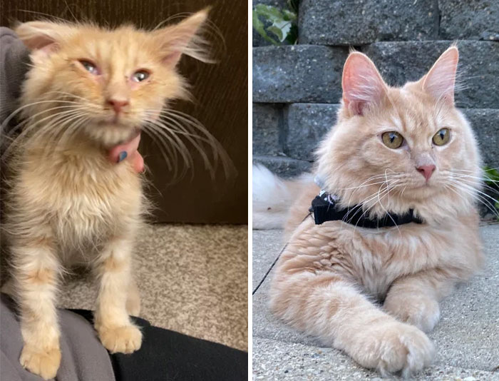 Cicero Came To Us Dehydrated, Anemic, And Encrusted With Snot. Now He's A Glorious Fluffy Boy!