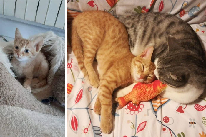 From Tiny Terrified Rescue To Spoiled Red Spectre