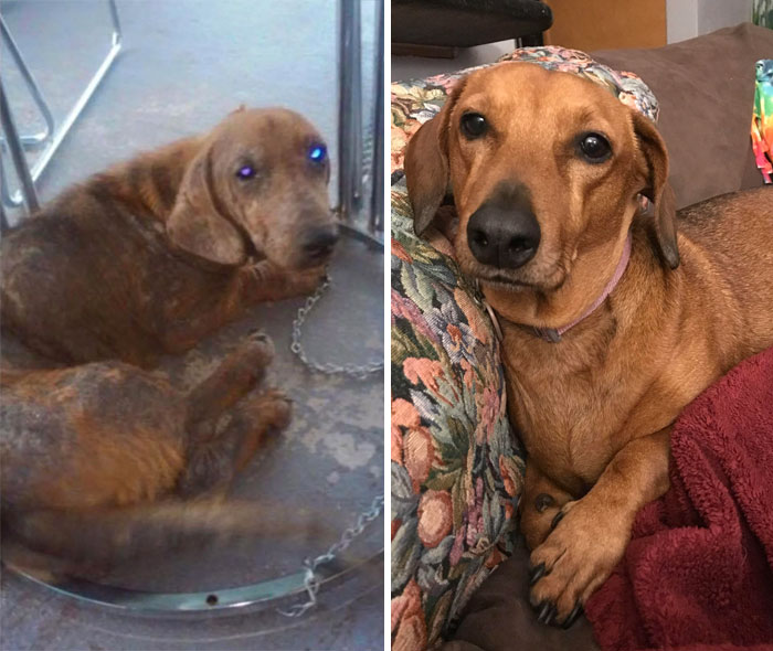 My First Foster Failure Lala. First Pic Is How She Was Found Chained Under A Back Yard Table For 6 Months, Her Owners Wanted To Euthanize Because Of Her Mange. Next Pic Is Her At The Rescue, And Finally, 6 Years Later Of A Life Filled With Love!