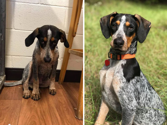 My Local Shelter Posted A Post-Adoption Update Of This Pup - Check Out That Glow Up! (Not My Dog)