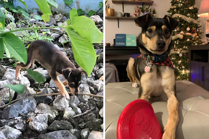Paco When We Found Him As A Stray In Varadero, He Was Barely 2 Months Old, And Now Almost A Year Later Living His Best Life