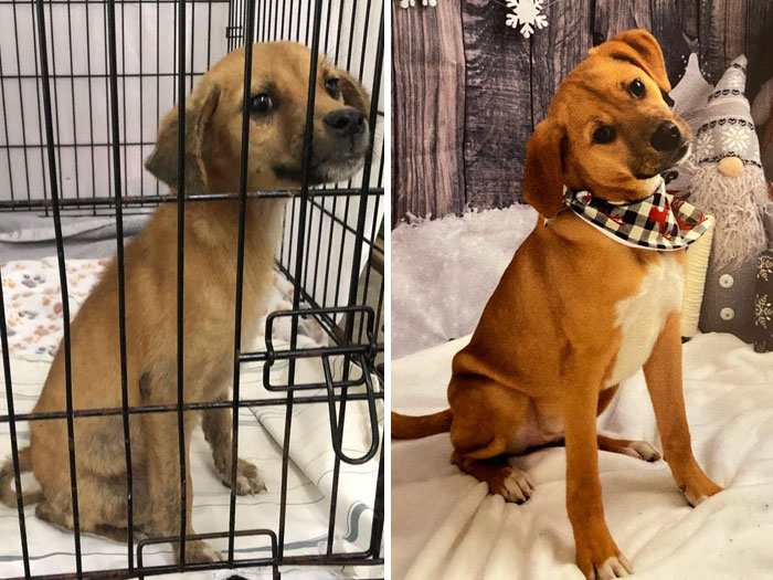 Ivy Grimm Went From A Sickly Street Dog To A Spoiled And Healthy 9 Month Old