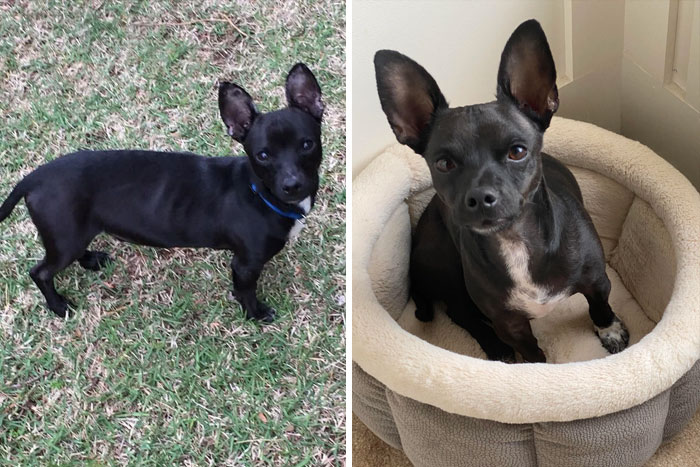 My Baby Monty The Day We Got Him vs. Two Years Later