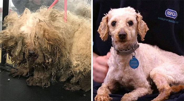 These Dogs Were So Neglected, Rescuers Couldn’t Tell What Breed They Are But Their Transformations Look Amazing