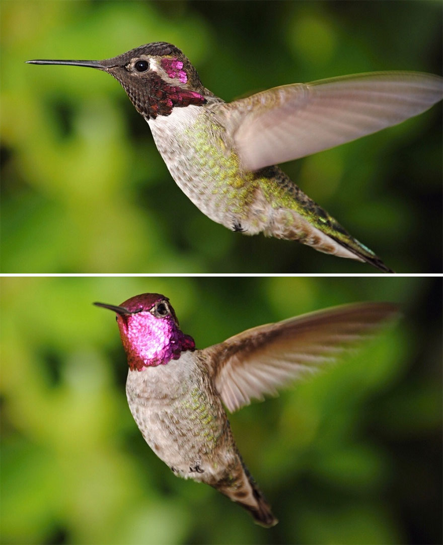 This Is A Male Anna's Hummingbird. I'm Honored That He Claims My Yard As His Domain. 01dec2020