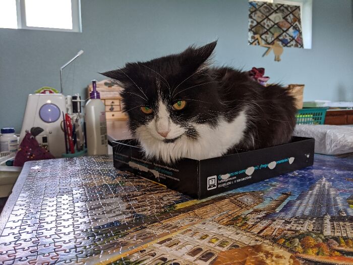 Lula...... In The Puzzle Lid. Not Sure What That Look Was About!