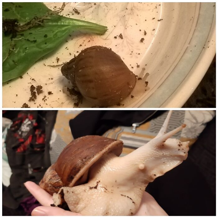 My Giant African Land Snail Orion. 2 Months Old To Now 4 Years Old