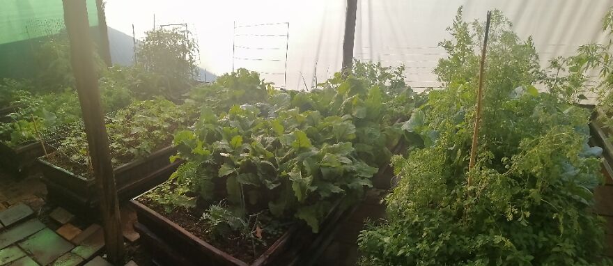 My Veggie Garden, Started In Lockdown. Still Eating From It & Donate Surplus To Others In Need