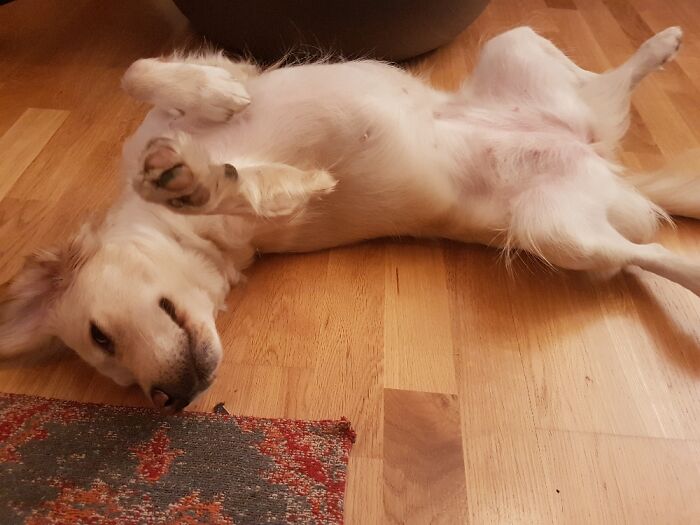 My Dog Kira. She Says "Rub My Belly!"