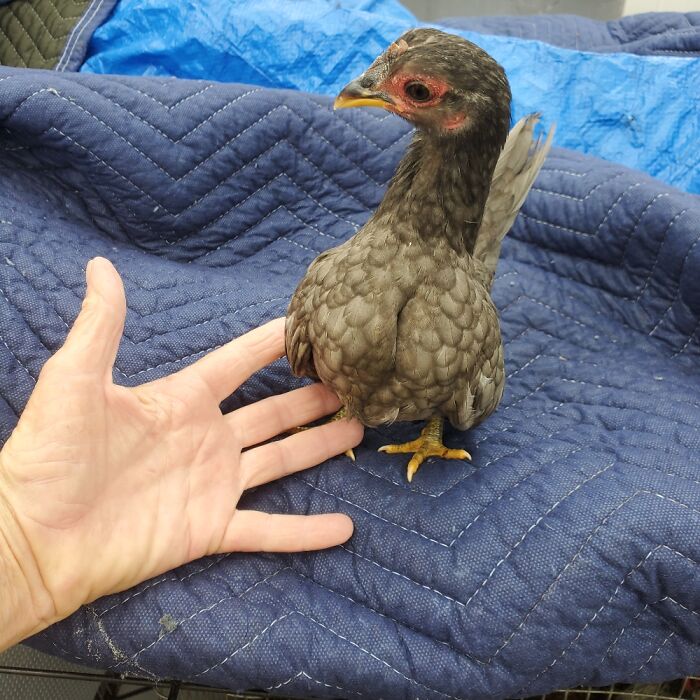 A Tiny Hen