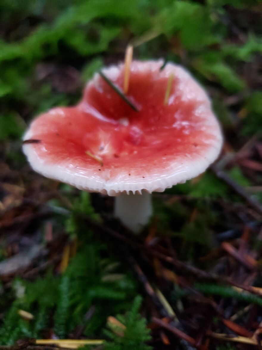 While Mushroom Hunting. Lovely Inedible Russula Looks Like A Valentine