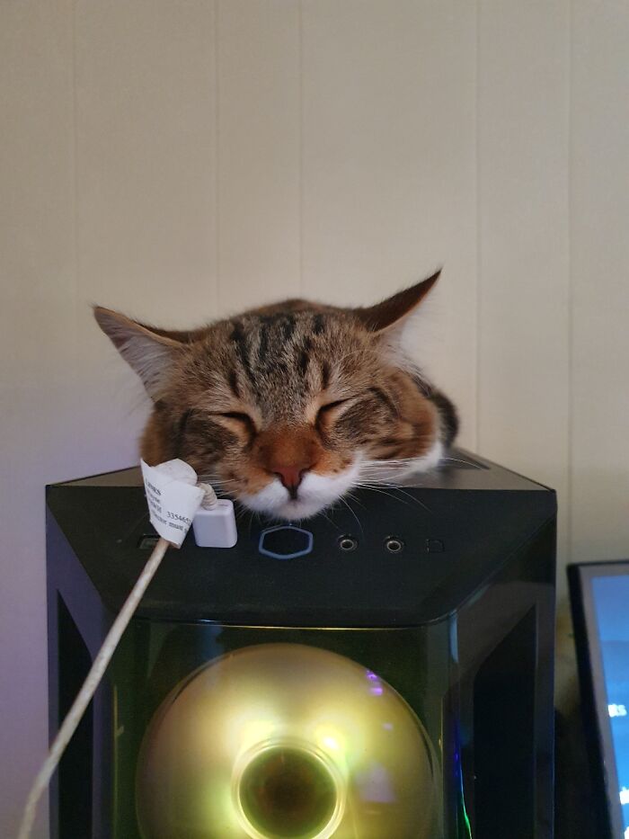 Our Cat Loves Sleeping On The Computer Monitor. Nice And Warm!