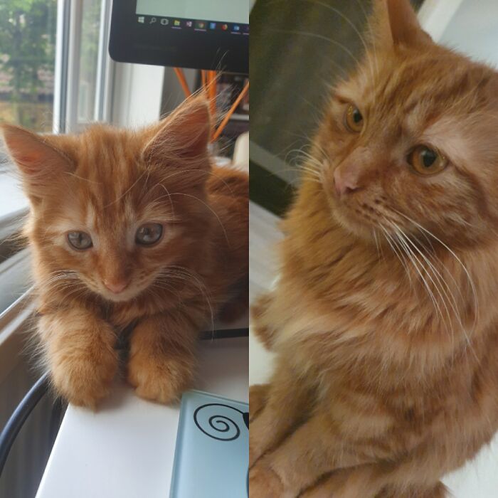 Ingrosso At 2 Months And 2 Years. He Is A Fierce Ginger Boy!