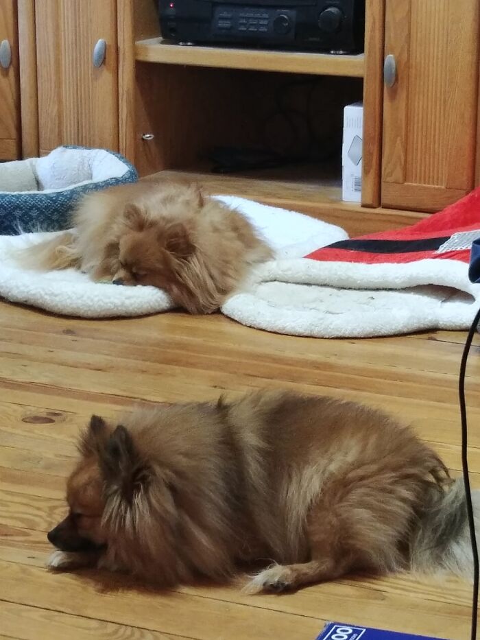 Sammie Refusing To Allow His Sister Mazie To Sleep On 'His' Beds.he Feels He Owns Every Bed!