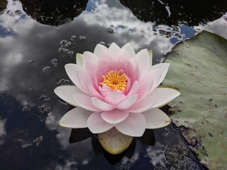 Magical Lotus In Westerpark In Amsterdam