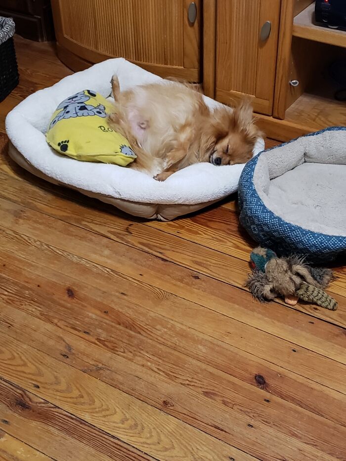 Sammie When He Can Really Sleep,because He Doesn't Have To Protect His Beds From His 2 Sisters