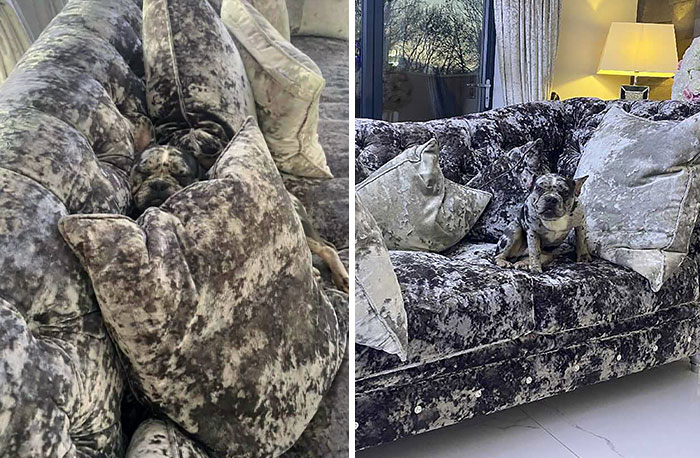 Woman Gets 2 New Dogs, Finds Out They Perfectly Match Her Couch
