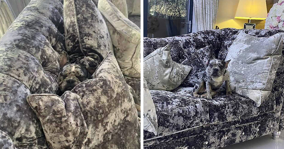 Meet Rocco And Vinnie, This Family's New French Bulldogs That Ended Up Matching Their Sofa Perfectly - Vimarsana News