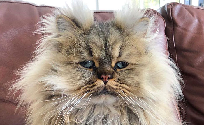 Meet The Persian Cat Barnaby Who Always Looks Like He Didn’t Have His Morning Coffee Yet (30 Pics)
