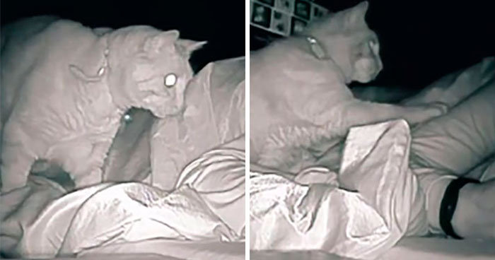Woman Says She Always Wakes Up Tired, Sets Up A Camera To Witness Her Cat Constantly Tapping Her Body For 4 Hours Straight
