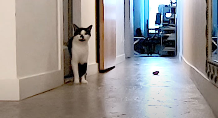 Cat Owner Leaves A Cam To See How His Cats Act When He's Not Home And The Video Is Actually Sad