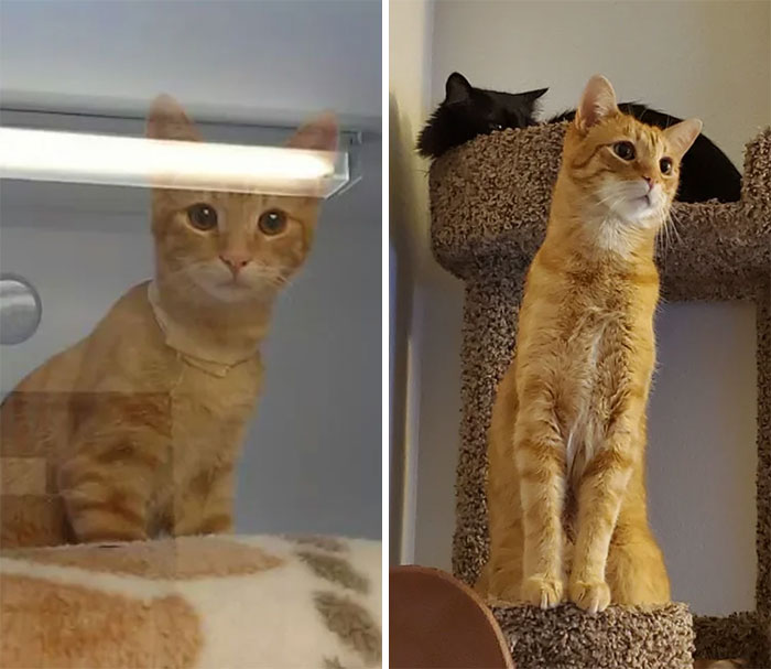 Concerned Shelter Kitten To Concerned Tall Boy (7 Years Old)