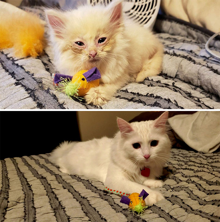 Nimbus And Her Glow Up (Toy Mouse For Scale)