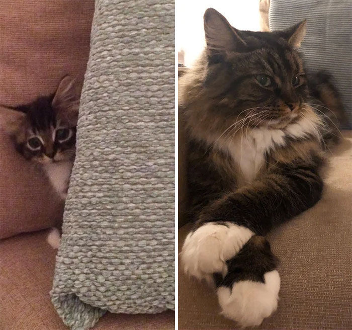 9 Weeks To 4 Years , Had No Idea He Was Going To Grow So Big And Floofy