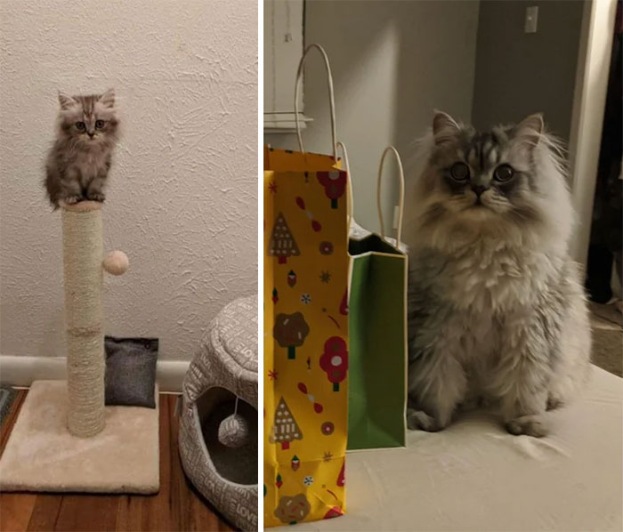 Here's My Cat Two Years Later