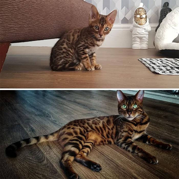 3 Years Later And This Little Man Is All Grown Up! Say Hi To Loki