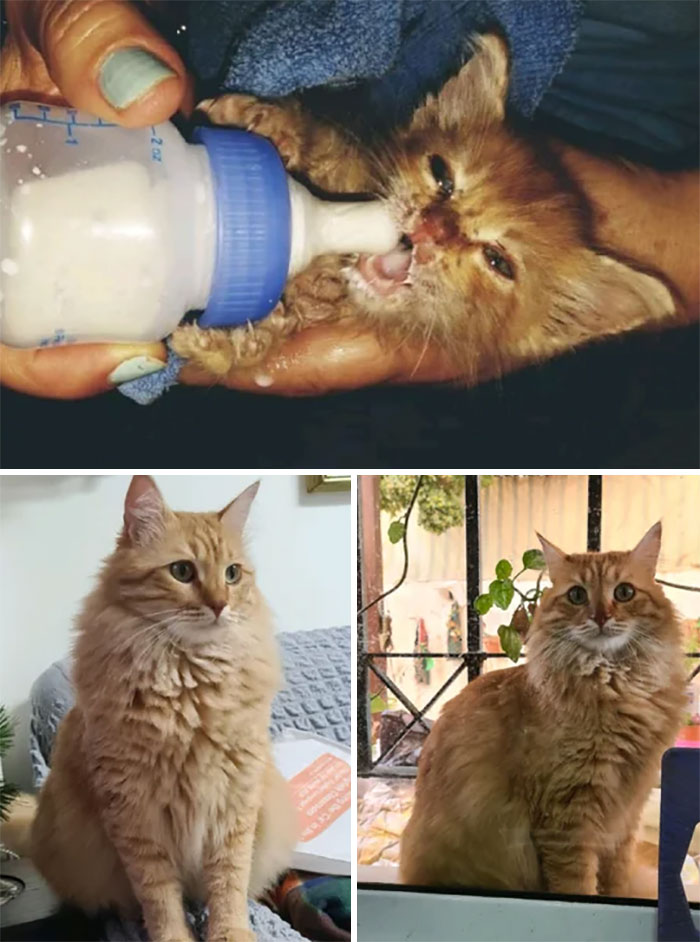 With Lots Of Love, She Grew Into A Beautiful Cat