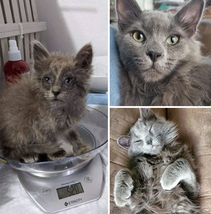 Before And After Of This Sweet Baby Who Was Rescued From A Hoarding Situation. He's Loving His New Home